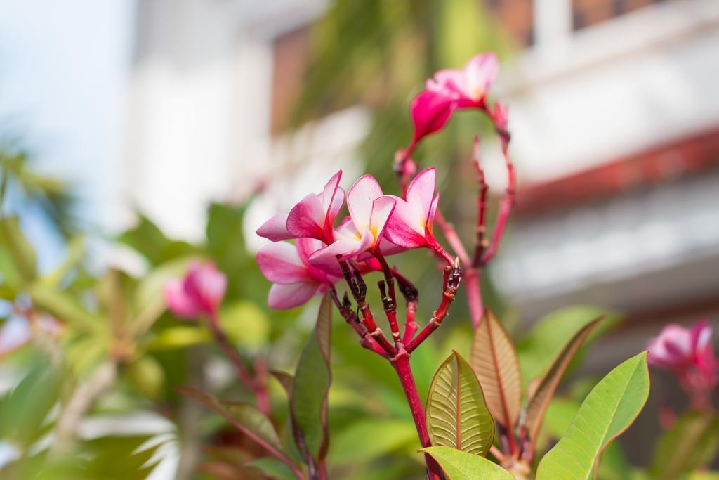 Overflow Guesthouse Siem Reap Exteriör bild